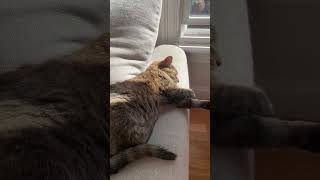 Saturday relaxing Live with Kitties and Book 📚 kittyantics cutecat catlover funnycats playful [upl. by Aitram]