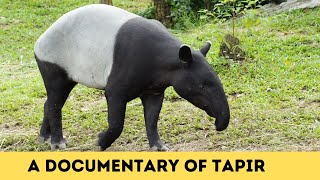 quotThe Fascinating World of Tapirs  Natures Gentle Giantsquot [upl. by Ladnar]