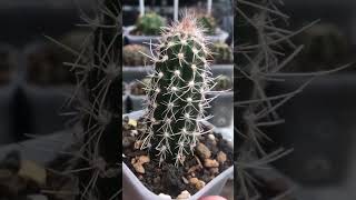 Pilosocereus Pringlei from cutting already grew roots pilosocereus cactus [upl. by Narat]