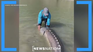 100yearold sturgeon caught in British Columbia  Morning in America [upl. by Suirtemed]