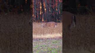 Last year Chase White tagged a big ol southern Missouri buck [upl. by Ainigriv]