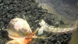 Cone Snail video [upl. by Leupold376]