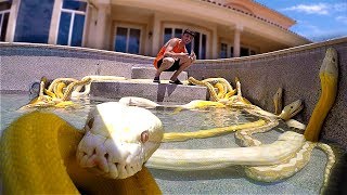 I Filled my Swimming Pool with GIANT SNAKES scary [upl. by Attolrac]