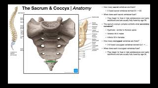 Anatomy of the Sacrum amp Coccyx  other relevant structures [upl. by Marduk]