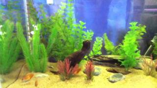 My 20 Gallon Honey Gourami Tank [upl. by Noiek]