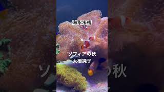 海水水槽の束の間✖ 大橋純子 ソフィアの秋  たそがれマイラブ 愛は時を越えて シンプルラブ JunkoOhashi 1995 [upl. by Hsemin]