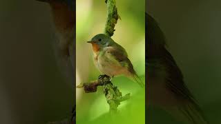 Eastern Bluebird Song 💙 Joy amp Happiness [upl. by Pantheas755]