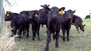 Angus Heifers and Calves [upl. by Stryker]