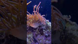 Our Anemone Split last night anemone saltwater aquarium fun [upl. by Assirok594]