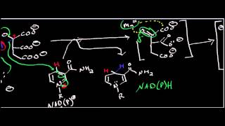 Biochemistry  Isocitrate Dehydrogenase Mechanism [upl. by Assennav403]