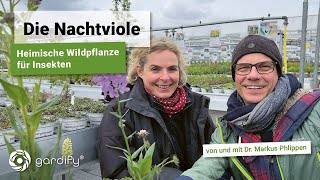 Die Nachtviole  Wildpflanze für Nachtfalter Wildbienen und Raupen Begleitpflanze für Rosen [upl. by Aleekahs]