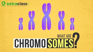 What are chromosomes  Biology  Extraclasscom [upl. by Suhpoelc]