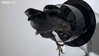 Goshawk Flies Through Tiny Spaces in SloMo  The Animals Guide to Britain Episode 3  BBC Two [upl. by Hollis336]