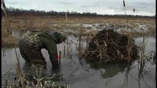 Fur Trapping in Southern Indiana [upl. by Nnodnarb]