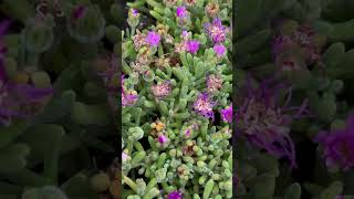 Great for succulent and rock gardens Stands out with fuchsia flowers 💗🌸 Pink Ice Plant Groundcover [upl. by Aicinad]