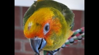 Mambo  Almost weaned Sunday Conure [upl. by Mayap511]