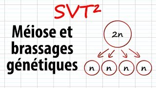 Méiose et brassages génétiques SVT²révisions BAC [upl. by Roi]