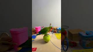 Bird Training  Smart lovebird Parrot  Smart Little Cute Parrot training smartparrot cute [upl. by Esteban]