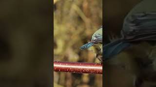 goldfinchsinging songfinch birds nature birdsounds goldfinch animals birdsongs birdwatching [upl. by Abeh]