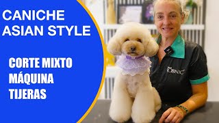 Cómo hacer un corte asian style a un caniche en la PELUQUERÍA CANINA con Nagore Azurmendi [upl. by Notffilc]