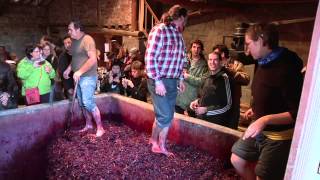 Fiesta del Pisado de la Uva Bodegas Lecea  Vídeo Reportaje [upl. by Ecnar961]