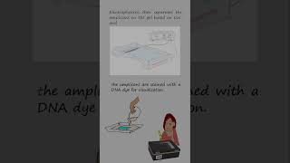 Genotyping alleles with length differences by Polymerase chain reaction and electrophoresis [upl. by Adnalor]