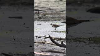 Killdeer Snacking at Lake Hodges [upl. by Bernt]