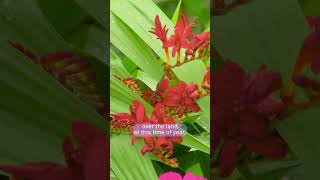 Gardeners World 2023 episode 19 [upl. by Ricca]