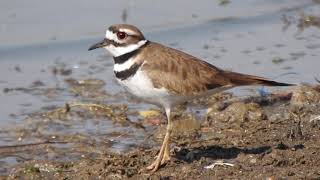 Chorlo Tildío Charadrius vociferus [upl. by Isabella]