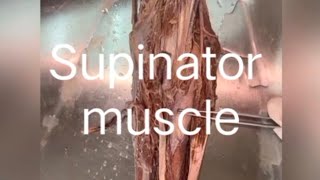 muscles of forearm supinator muscle upperlimbanatomy upperlimb [upl. by Jerrol]