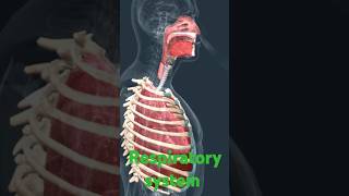 Respiration of lungshow to process respiration 3d AnimationshortsKnowPathologicalVideos [upl. by Chaworth]