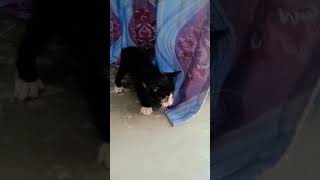 Cat Baby🐈😽Rameen voicetrending video rameenofficial catlover short video viralvideo [upl. by Aneela486]