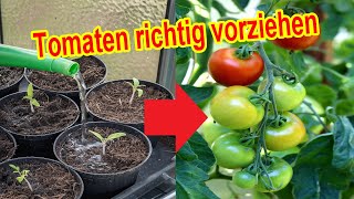 Tomaten richtig vorziehen amp säen Tomatenpflanzen Anzucht Temperatur Wann Zeitpunkt Pikieren Tipps [upl. by Ahar89]