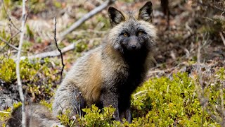 The Extraordinary Colors of a Cross Fox in Canadas Rockies [upl. by Eilatan]