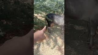 Pk Jallikattu shorts video jallikatt [upl. by Eniluqcaj70]