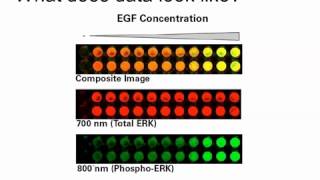 Rethinking the Traditional Western Blot with Wntbeta‑Catenin Pathway Example [upl. by Githens515]