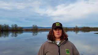 Sauvie Island Wildlife Area Hunt Report Jan 2 2018 [upl. by Donadee]