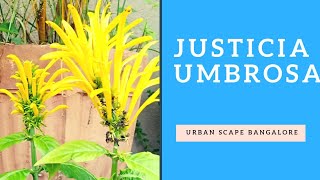 How to take care of Justicia Umbrosa or Brazilian Plume [upl. by Mckinney]