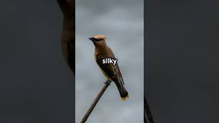 Bohemian Waxwing Natures Feathered Jewel birds wildlife nature [upl. by Mik]