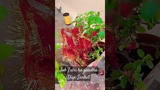 Jab Tulsi ka paudha Achanak se Hara Bhara Ho Jaaye to kaun sa YouTube short video Milta Hai🙏🙏 [upl. by Fregger541]