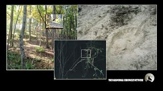 BIGFOOT The Evidence  TPCN [upl. by Swor543]