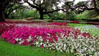 Among the CaladiumsBrookgreen Gardens [upl. by Hynda164]