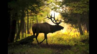 A look at Pennsylvanias elk herds [upl. by Kiernan]