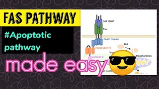 Fas Pathway Extrinsic Apoptotic pathway [upl. by Onibag]