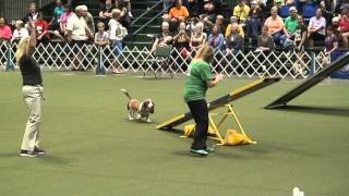 Diesel the Basset Hound at the 2015 AKC Agility Invitational [upl. by Eidnam]