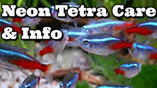 Neon Tetra Care Information and advice [upl. by Nnod]