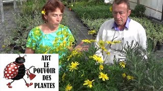 chaine tv de Jardinage euryops Comment arroser et faire une Bouture Plante annuelle [upl. by Hungarian]