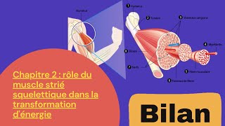 2bacchapitre 2  rôle du muscle squelettique strié dans la transformation dénergie 🔻 bilan [upl. by Souza]