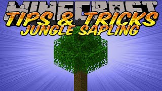 Minecraft Tips and Tricks  Jungle Saplings Duplication  BIG Jungle Trees [upl. by Dumah]