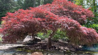 Summer Solstice Pruning of Japanese Maples [upl. by Aisats]